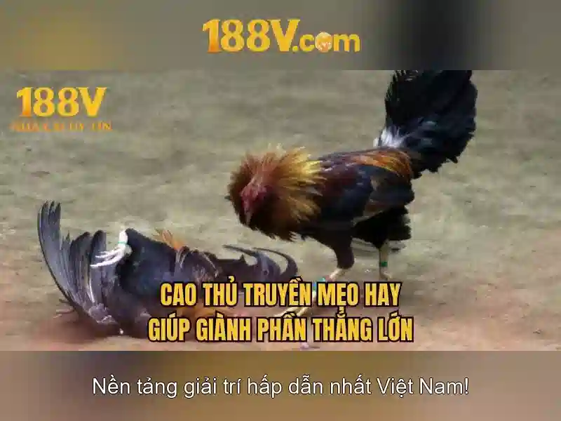 188v: Một khái niệm, một hành trình Go88